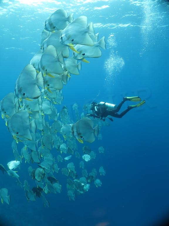 Мальдивы Hudhuran Fushi 4 Adaaran