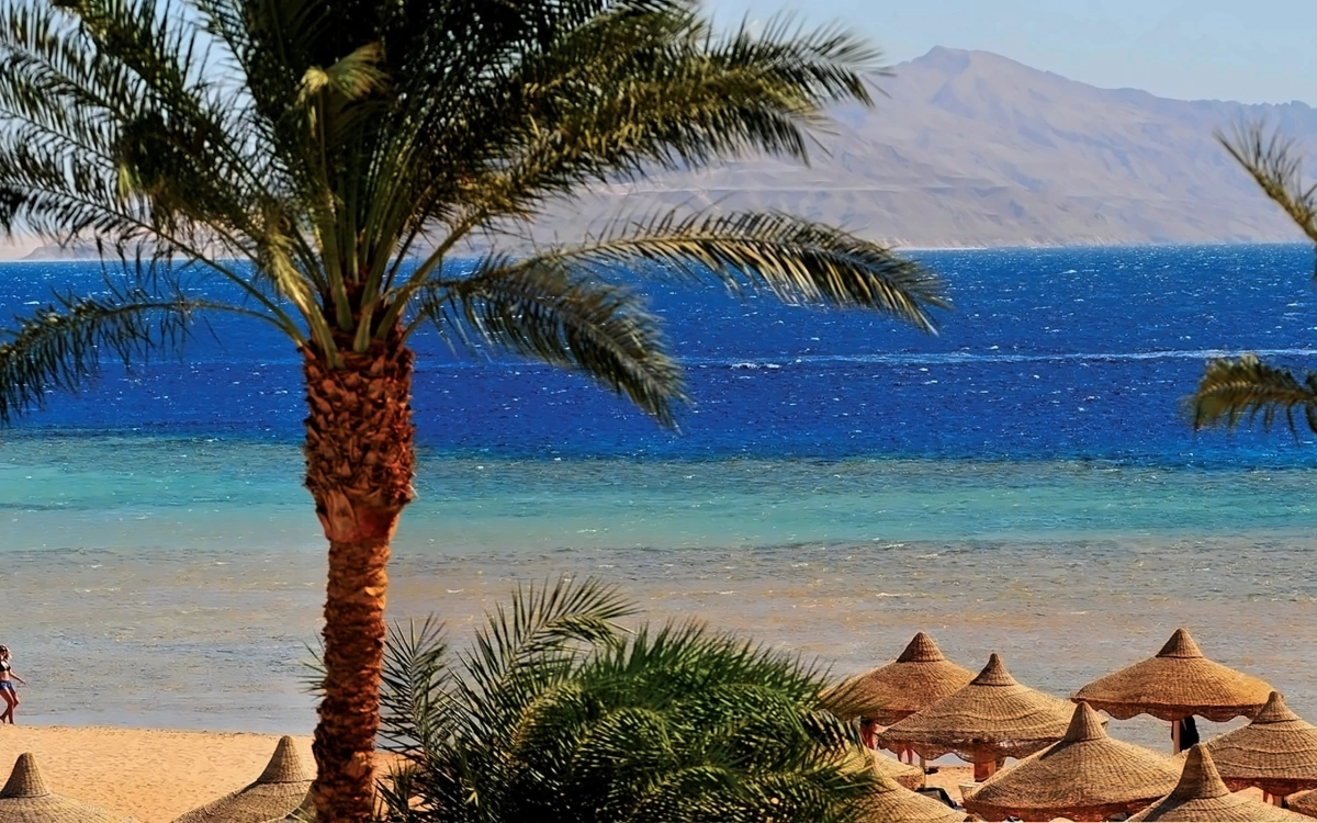 Baron Palms · Anbieterfotos 7